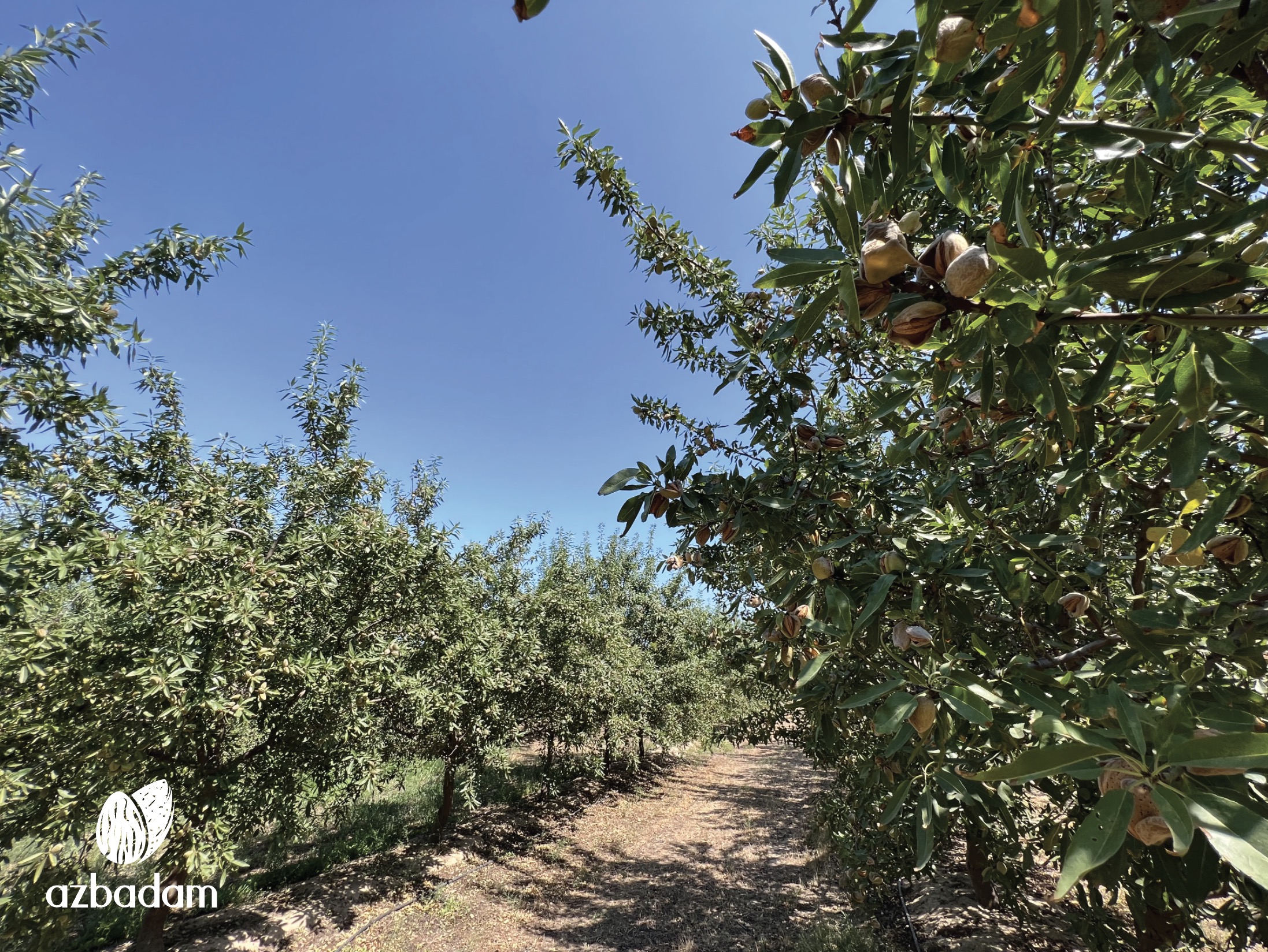 Almonds have already ripened in AZBADAM almond orchards!